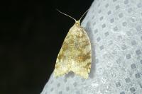 Aleimma loeflingiana