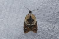 Acleris variegana