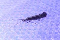 Plutella xylostella