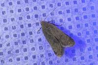 Anacampsis
