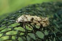 Parastenolechia nigrinotella
