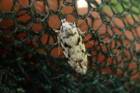 Parastenolechia nigrinotella