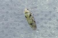 Parastenolechia nigrinotella