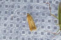 Tischeria