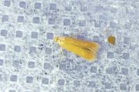 Tischeria