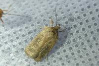 Agonopterix