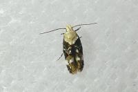 Mompha propinquella