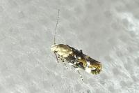 Mompha propinquella