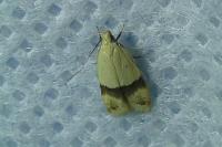 Odites kollarella