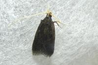 Homaloxestis briantiella