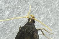 Homaloxestis briantiella
