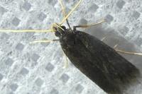 Homaloxestis briantiella