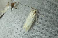Stomopteryx detersella