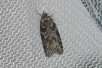 Eana incanana