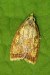 Acleris bergmanniana