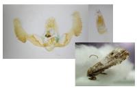 Notocelia trimaculana