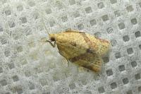 Clepsis consimilana