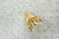 Gynnidomorpha rubricana