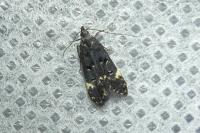 Dichomeris alacella