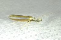 Pleurota aristella