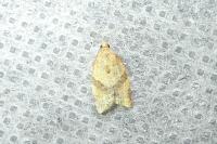 Clepsis consimilana
