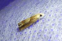 Eucosma conterminana