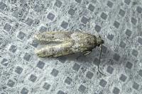 Blastobasis