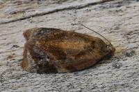 Ditula angustiorana