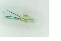 Monopis crocicapitella