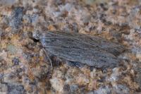 Anarsia spartiella
