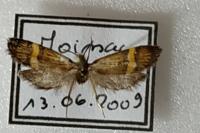 Nemophora degeerella