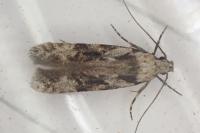 Carpatolechia decorella