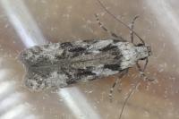 Carpatolechia decorella