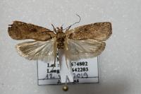 Agonopterix scopariella