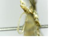 Alucita zonodactyla