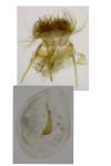 Cnephasia