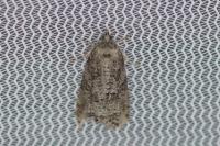 Cnephasia