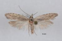 Anarsia leberonella