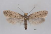 Ateliotum petrinella