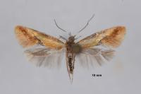 Batia lunaris