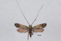 Cauchas rufimitrella