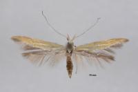 Coleophora flaviella