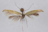 Coleophora oriolella