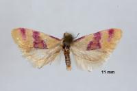 Diceratura amaranthica