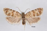 Isotrias stramentana
