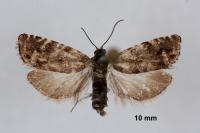 Pammene splendidulana