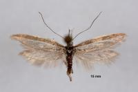 Pleurota ericella