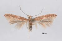 Pyroderces argyrogrammos