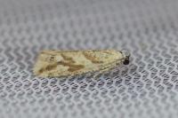 Thiodia citrana