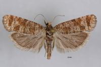 Rhyacionia maritimana